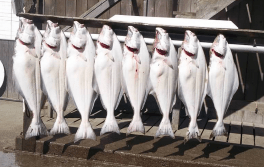 Screen Shot 2015-05-23 at 10.13.07 PM