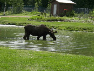 Screen Shot 2015-05-23 at 10.14.28 PM